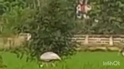 संभल: थाना हजरत नगर के धीमारखेड़ी गांव में सारस के झुंड दिखाई दिए, लोग इकट्ठा होते ही उड़ गए सारस