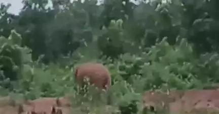 ଢେଙ୍କାନାଳ ସଦର: ବଣସିଂ ନୁଆଗଡ ରାସ୍ତାରେ ଦନ୍ତା ହାତୀ, ଲୋକେ ଭୟଭିତ