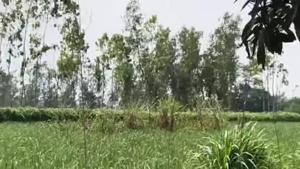 अमरोहा: रजबपुर के पीठखेड़ा गांव में किसान को तेंदुआ दिखाई दिया, मचा हड़कंप