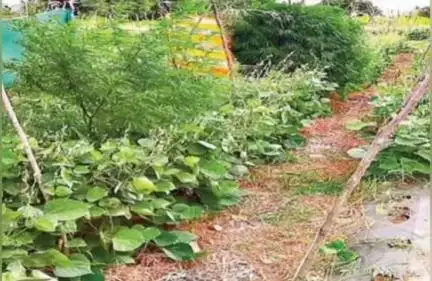కుప్పం: వెంకటాపురం గ్రామంలో అక్రమంగా గంజాయి సాగు చేస్తున్న కోడెప్ప పై కేసు నమోదు.: సీఐ మల్లేష్ యాదవ్