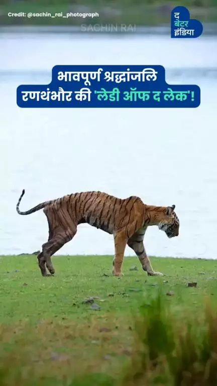 पोट आत गेलेलं, बरगड्या दिसत होत्या... पण तिचं तेज, तिचा डौल तसाच होता.

रणथंभोरची राणी 'एरोहेड'ने शेवटचा श्वास घेतला.