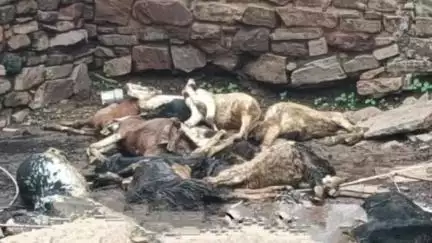 नैनवां: करवर थाना क्षेत्र के कोटड़ी गांव में मकान की दीवार ढहने से 16 बकरियों की हुई मौत