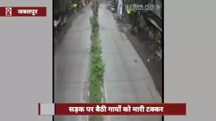 जबलपुर: तेज रफ्तार कार ने गायों को मारी टक्कर, 5 की मौत