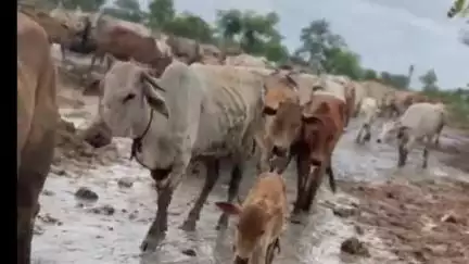 गडचिरोली: चामोशी येथील 'दिपकधाम गोशाळा ' झालेत पाऊसामुळे लिखलमय, माजी आमदार डॉ. देवराव होळी यांची गोशाळेला कुटुंबासमवेत भेट .