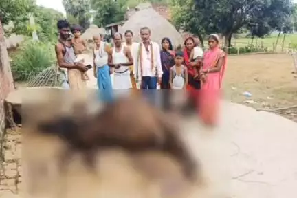 हलसी: दिरा गांव में विद्युत करंट लगने से एक दुधारू गाय की मौत