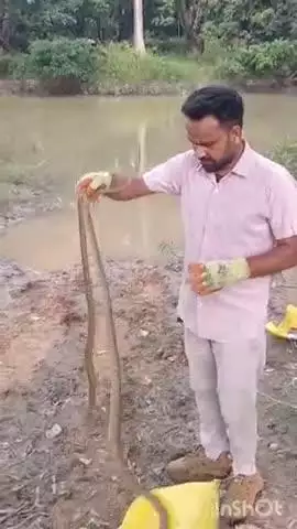 धामपुर: नहटौर के मोहल्ला ईदगाह में सर्प मित्र की टीम ने दो इंडियन रेट स्नैक प्रजाति के सर्पों को पकड़कर सुरक्षित स्थान पर छोड़ा