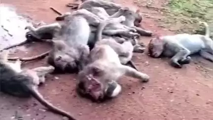 ಗುಂಡ್ಲುಪೇಟೆ: ಕಂದೇಗಾಲ ಬಳಿ ಕೋತಿಗಳ ವಿಷಪ್ರಾಷನ ಪ್ರಕರಣ, ಬದುಕುಳಿದಿದ್ದ ಕೋತಿಯೂ ಸಾವು