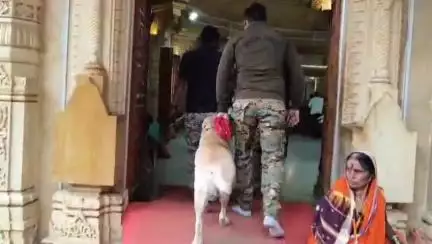 हिंगोली: नरसी येथे संत नामदेव महाराजांच्या मंदिरात बॉम्ब शोधक पथकातील वीरू श्वानाने घेतले दर्शन