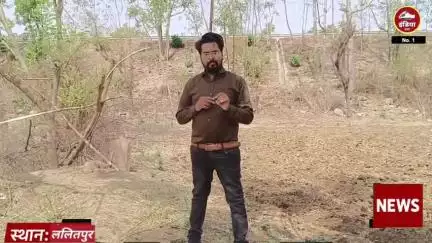 ललितपुर जिले के तालबेहट में तार फेंसिंग को तोड़कर घुसे खेत पर और किया तहस नहस