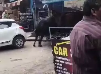 रूड़की: मलकपुर चुंगी के पास हाईवे पर कई घंटे चली दो सांडों के बीच लड़ाई, कार सहित कई वाहन हुए क्षतिग्रस्त