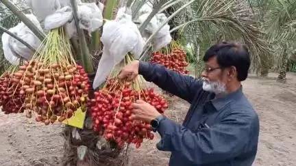 தருமபுரி: பாலைவனத்தில் விளையும் அரேபியா பேரீச்சை  அரியகுளத்தில் விவசாயி சாகுபடி அசத்தல்.