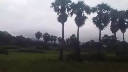 ସୋନପୁର: ବଜ୍ରପାତକୁ ନିୟନ୍ତ୍ରଣ କରିବ ତାଳ ଗଛ, ସୁବଳୟା ରେ ପ୍ରତିକ୍ରିୟା ରଖିଲେ ସହକାରୀ ବନ ସଂରକ୍ଷକ