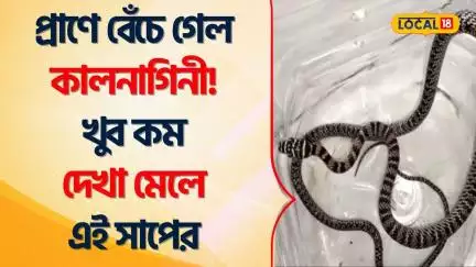 Bangla News | প্রাণে বেঁচে গেল কালনাগিনী! খুব কম দেখা মেলে এই সাপের | Kalnagini Snake #Local18