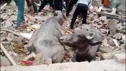 खैर: टप्पल में भरभरा कर गिरा दो मंजिला आधा मकान, आधे मकान में बंधे करीब 14 मवेशी, बाकी में परिवार, 5 मवेशी घायल