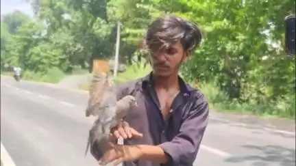 गौरीगंज: अमेठी जनपद में आरिफ और सारस की मशहूर दोस्ती के बाद अब कबूतर और मुनव्वर आलम की दोस्ती का वीडियो सोशल मीडिया पर वायरल हुआ
