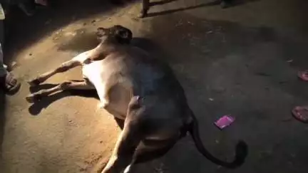 गोड्डा: तेज़ रफ्तार गाड़ी ने मासूम बछड़े को गोड्डा कारगिल चौक के पास कुचला, मौके पर हुई मौत