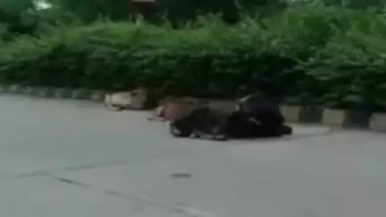 बालोद: बालोद जिले में गौवंश को खुला छोड़ने पर पशुपालकों के खिलाफ होगी कार्रवाई, लगेगा ₹500 का जुर्माना