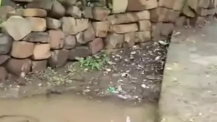 जवा: डभौरा गांव के वार्ड 04 में सड़क बनी मुसीबत, सड़क में भरा रहता है पानी और कीचड़, पैदल चलना हुआ मुश्किल