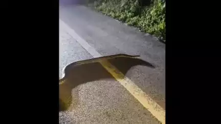 উদয়পুর: টেপানিয়া ইকোপার্কের সংলগ্ন এলাকায় বিশাল আকারের অজগর সাপ জাতীয় সড়কে, ভয়ে মানুষ রাস্তায় আটকে যায়