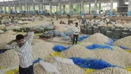 मंदसौर: लालघाटी कृषि उपज मंडी 10, 12 और 13 जुलाई को रहेगी बंद, मंडी प्रशासन ने दी सूचना