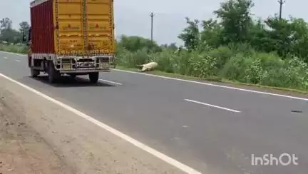 बदरवास: सुमैला में सड़क किनारे बैठी गाय को अज्ञात वाहन ने रौंदा, मौके पर हुई दर्दनाक मौत
