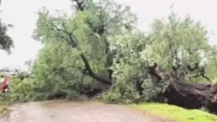 बहोरीबंद: बहोरीबंद में आईटीआई मार्ग पर विशाल वृक्ष धराशाई, टली बड़ी दुर्घटना, देर तक बाधित रहा आवागमन
