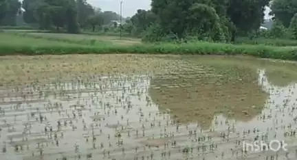 વડગામ: વડગામ પંથકમાં અનેક ગામડામાં ખેતરોમાં વરસાદી પાણી ન સુકાટા ખેડૂતો સરકાર પાસે સહાયની માંગ કરી #Jansamasya