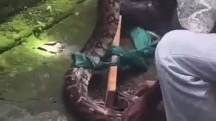 भरनो: भरनो में 15 फीट का अजगर घर में घुसा, वन विभाग ने सुरक्षित रेस्क्यू किया