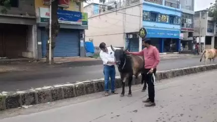 ગાંધીધામ: કર્તવ્ય ગ્રુપ દ્વારા સરાહનીય કાર્ય,અકસ્માતથી બચવા ગૌવંશના ગળામાં રિફ્લેક્ટર બેલ્ટ બાંધવામાં આવ્યા