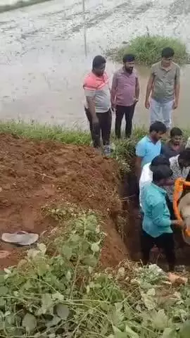 బోధన్: నవిపేటలో గోవు అంత్యక్రియలు నిర్వహించిన గ్రామస్తులు