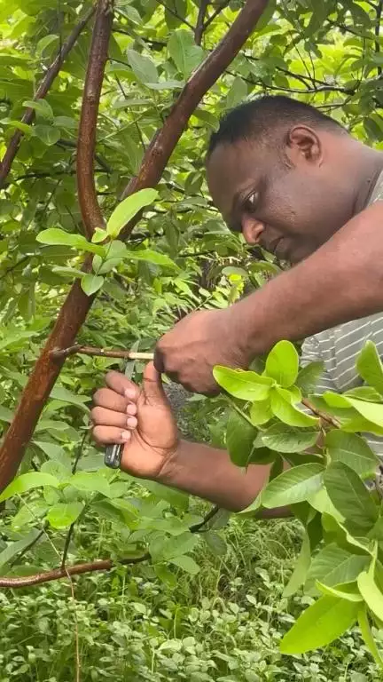 Guava airlayring