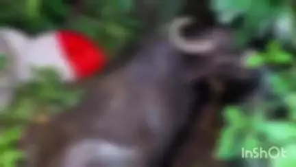 कारंजा: सिंधी कॅम्पमधील नाल्यात पडलेली म्हैस सुखरूप बाहेर; ‘सास’ आणि अग्निशमन दलाचे कामगिरी