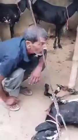 लालगंज: पथराहा गांव में करेंट की चपेट में आने से बकरी की हुई मौत