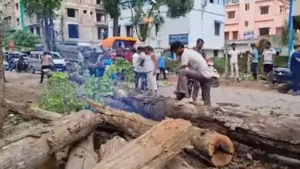 ঝাড়গ্রাম: ঝাড়গ্রাম শহরের মেইন রাস্তার পাশে থাকা বিপজ্জনক মৃত গাছগুলিকে কাটার উদ্যোগ নিল ঝাড়গ্রাম পৌরসভা