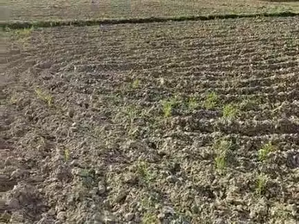 सिद्धार्थ नगर: प्पिपरसन गांव में बारिश न होने के कारण लोग परेशान