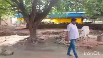 अजीतमल: अमावता में ट्रैक्टर से मृत गाय को घसीटते दिखने वाला वीडियो आया सामने, गौसेवकों में आक्रोश