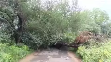 चरखी दादरी: किष्किंधा से धनासरी रोड पर आंधी और बारिश से गिरे पेड़, यातायात प्रभावित, राहगीर परेशान