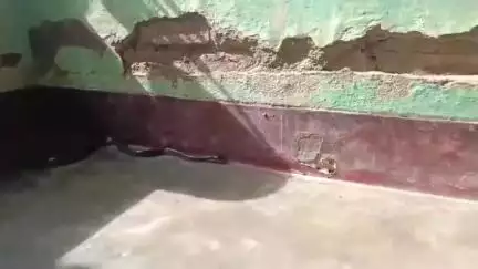 সোণাৰি: ৰজাঢাপত অতি বিষাক্ত কলা শংখচূড় সাপ উদ্ধাৰ,কলা শংখচূড় সাপডাল উদ্ধাৰ কৰে প্ৰকৃতি প্ৰেমী ৰবীন বাইলোঙে