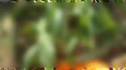 बख्तियारपुर: सालिमपुर: काला दियारा गांव में विवाहिता का शव खेत में मिला, ससुराल वाले फरार