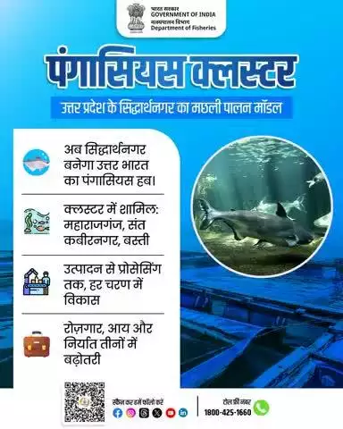 📍सिद्धार्थनगर बना उत्तर भारत का पंगासियस हब!
उत्तर प्रदेश के सिद्धार्थनगर में विकसित हो रहा है "पंगासियस क्लस्टर" – जिससे जुड़े हैं महाराजगंज, संत कबीरनगर और बस्ती ज़िले।
उत्पादन से प्रोसेसिंग तक, हर चरण में विकास सुनिश्चित।
बढ़ेगा रोज़गार