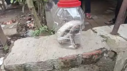 শান্তিপুর: সাতসকালে শান্তিপুরের মতিগঞ্জ মোড়ের এক সাইকেলের দোকান থেকে এক বিষধর চন্দ্রবোড়া সাপ উদ্ধার ঘিরে চাঞ্চল্য