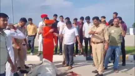 मऊरानीपुर: बड़ागांव तिगैला के पास नैशनल हाईवे पर अज्ञात वाहन की चपेट में 7 गायों की मौत, 2 घायल, मौके पर प्रशासन के अधिकारी