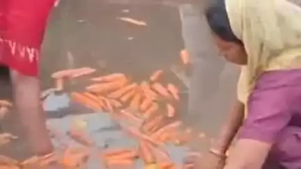 अम्बाला: सब्जी मंडी अंबाला में सड़क के पानी से गाजर धोकर करेट में डालने का वीडियो वायरल