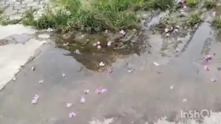 आलोट: सीएस कॉलोनी का पिछवाड़ा बना गंदगी और शराबियों का अड्डा, चौकीदार और नगरपालिका के बीच झूलता मामला