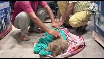 नारनौल: अटेली में बिजली के तारों से गुज़रते वक़्त बंदर को लगा करंट, पशुपालन विभाग के डॉक्टरों ने सीपीआर देकर बचाई जान