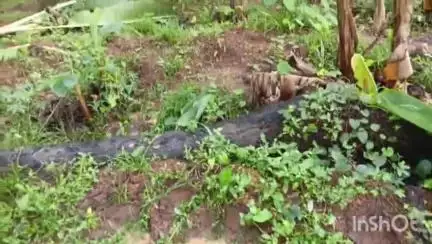 നിലമ്പൂർ: ചുങ്കത്തറ മുണ്ടപ്പാടത്തും ചാലിയാർ മൈലാടിപൊട്ടിയിലും കാട്ടാന വ്യാപകമായി കൃഷി നശിപ്പിച്ചു