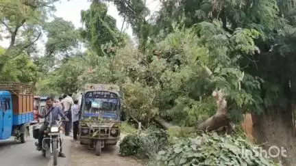 गरखा: गड़खा-खोदाईबाग़ मार्ग पर पेड़ गिरने से टेंपो क्षतिग्रस्त, कोई हताहत नहीं