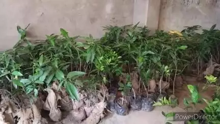 हमीरपुर: उद्यान विभाग हमीरपुर के पास बरसात में लगाए जाने वाले फलदार पौधों की खेप पहुंची, सस्ती दरों पर उपलब्ध करवाई जा रही है