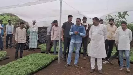 बड़वानी: विधायक श्री मंडलोई ने चिखल्या ग्राम में किसानों को मिर्च-टमाटर के पौधों का वितरण किया