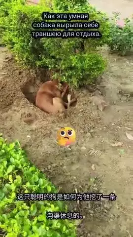 Full of energy and mischief, this pup is turning the grass into an adventure zone!  #DogLife #ParkPlaytime #DiggingDog